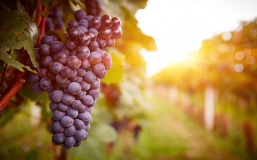 Swan-Valley-Grapes-sm