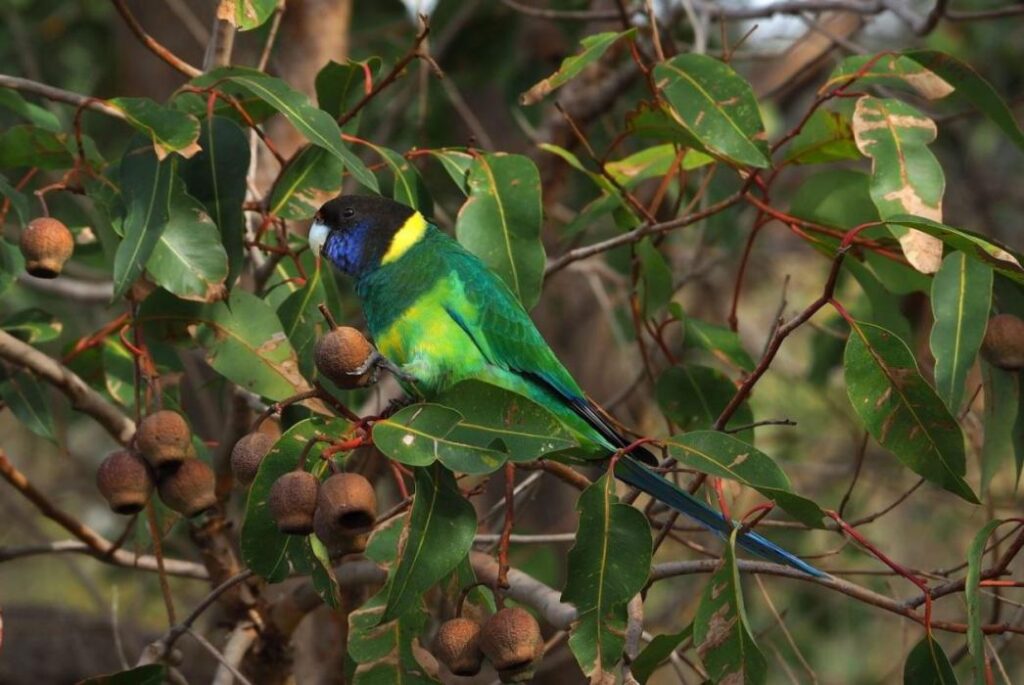 Ringneck-Parrot